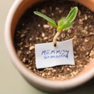 carte a planter qui germe dans un pot carte a planter qui germe dans un pot