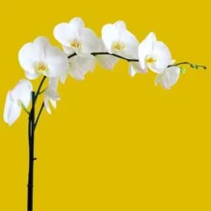 offrir-une-orchidee-pour-la-fete-des-grands-meres offrir une orchidee pour la fete des grands-meres